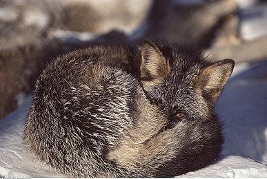 《哥特王朝：重制版》典藏版预告 售价199.99美元